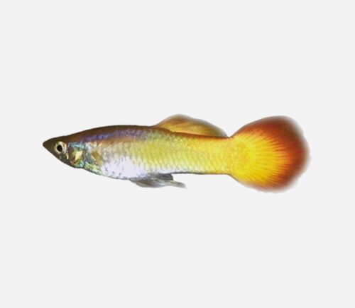 Guppy  Amanecer 💎HQF💎 (macho)