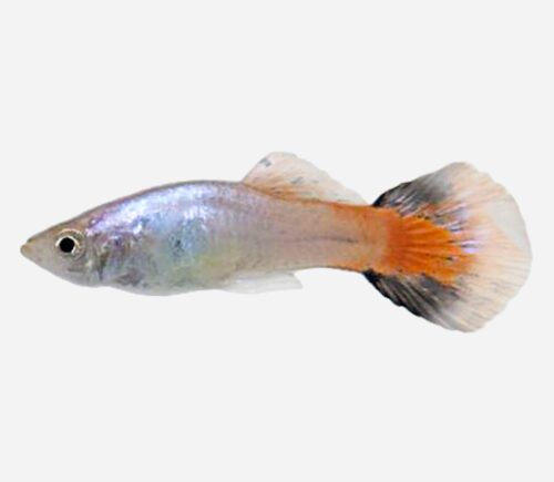 Guppy  Velvet coral rojo 💎HQF💎 (macho)