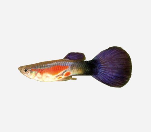 Guppy Reina púrpura 💎HQF💎 (macho)