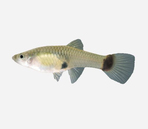 Guppy Neón azul (hembra)