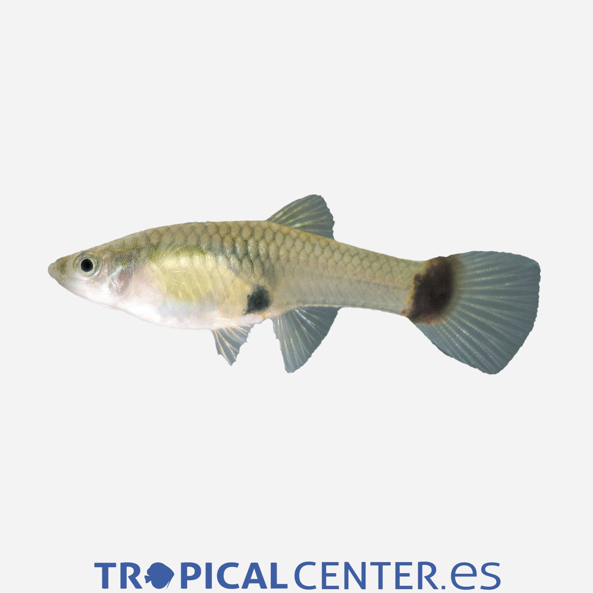 gu334-0-guppy-neon-azul-hembra_general_2858.jpg