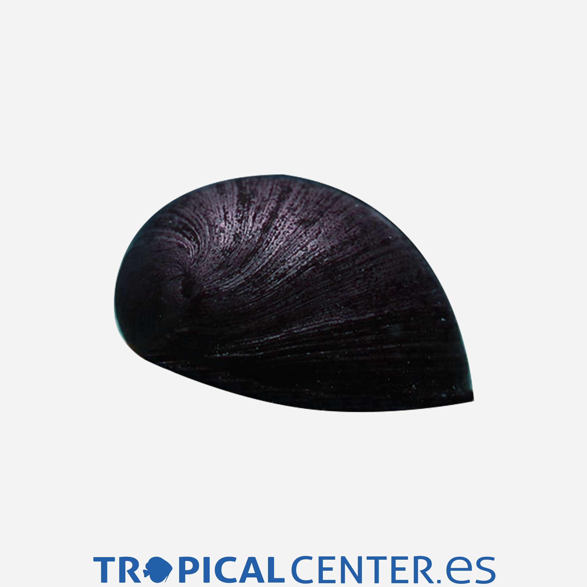 iv126-caracol-casco-militar_general_3691.jpg iv126-caracol-casco-militar_general_3691.jpg