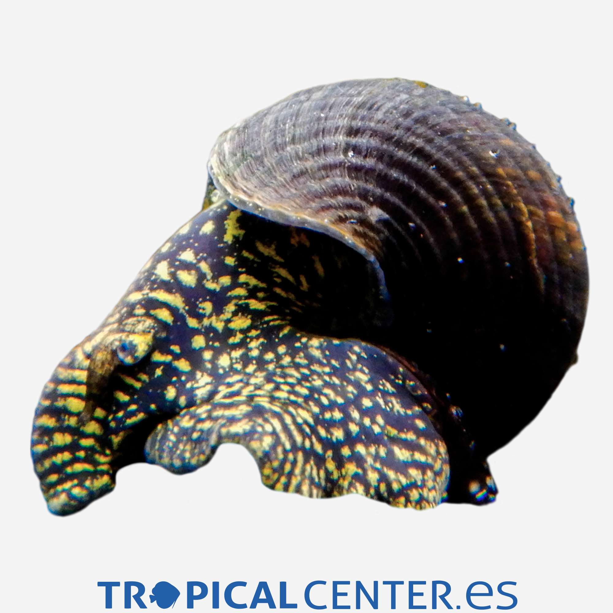 iv127-caracol-conejo-amarillo-con-puntos_general_5367.jpg