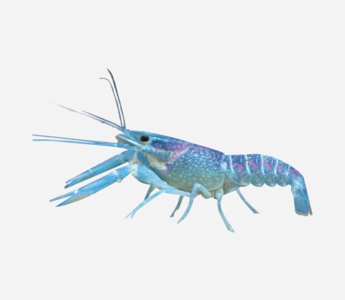 Langosta azul