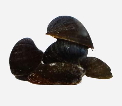 Caracol Batman
