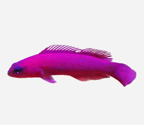 Pseudochromis fridmani (C.A)