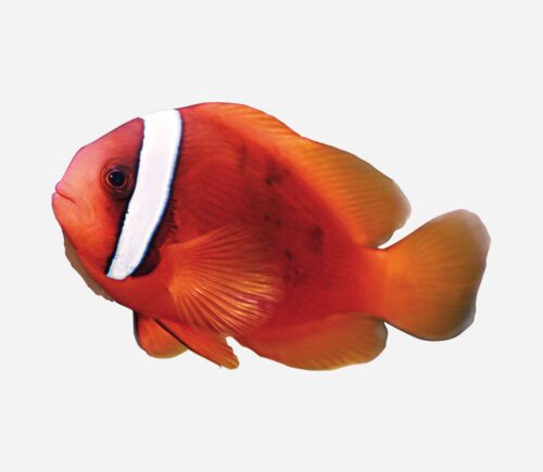 Amphiprion frenatus C.a