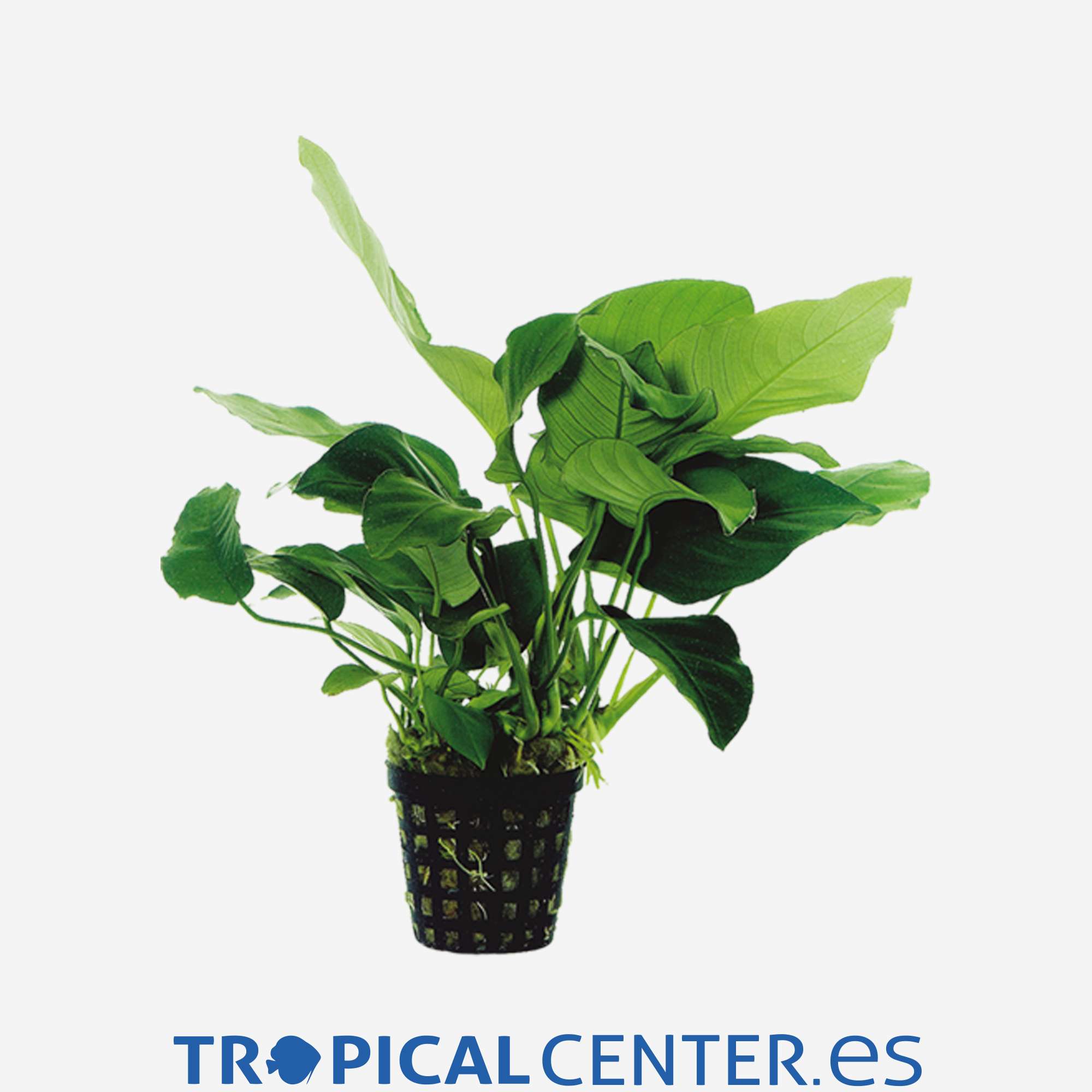 p006-anubias-barteri-var-nana_general_4025.jpg p006-anubias-barteri-var-nana_general_4025.jpg