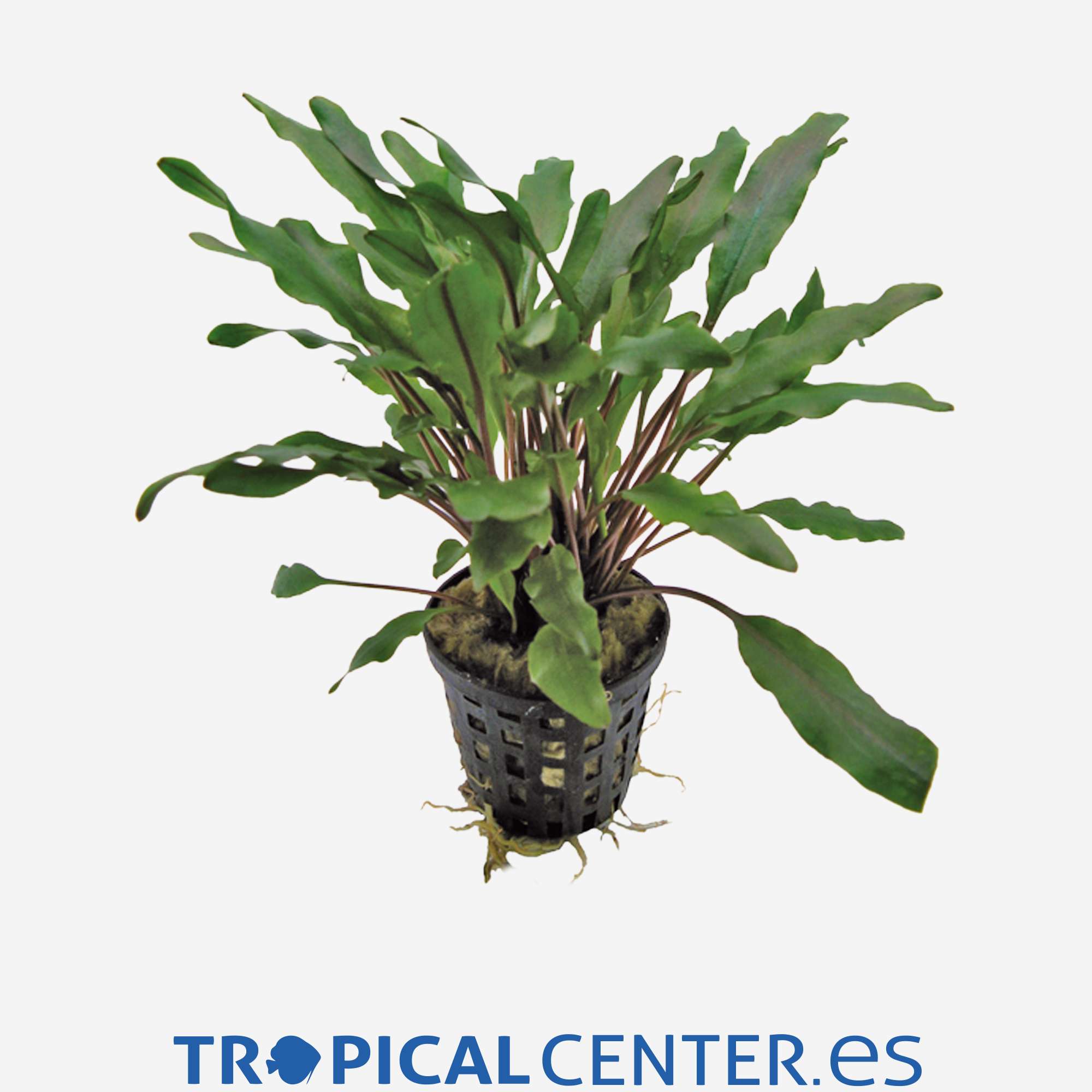 p038-cryptocoryne-undulata-verde_general_5574.jpg p038-cryptocoryne-undulata-verde_general_5574.jpg