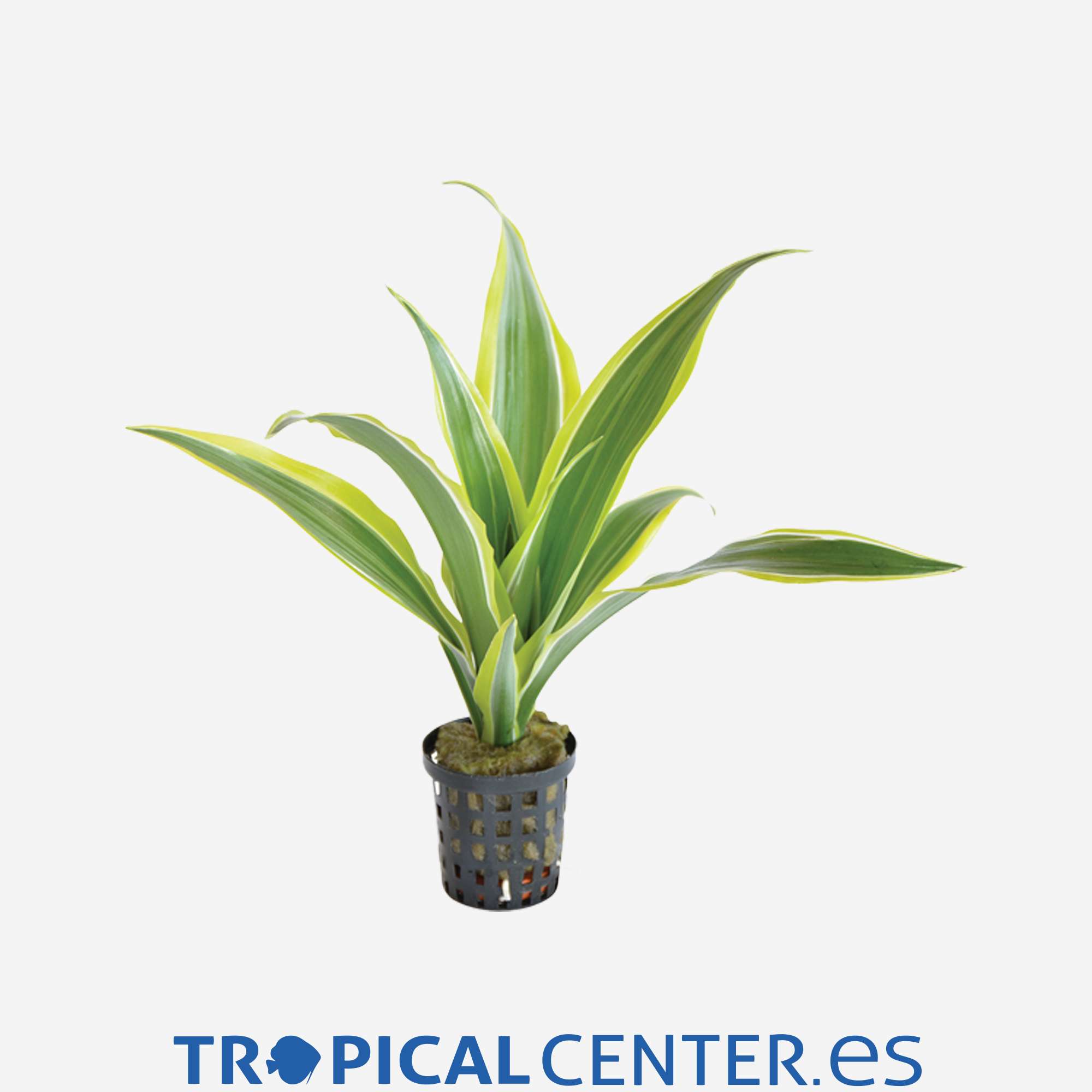 p058-dracaena-sanderiana-amarilla_general_4038.jpg p058-dracaena-sanderiana-amarilla_general_4038.jpg
