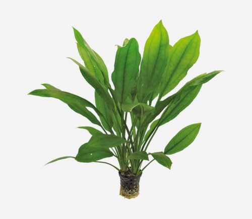 Echinodorus bleheri