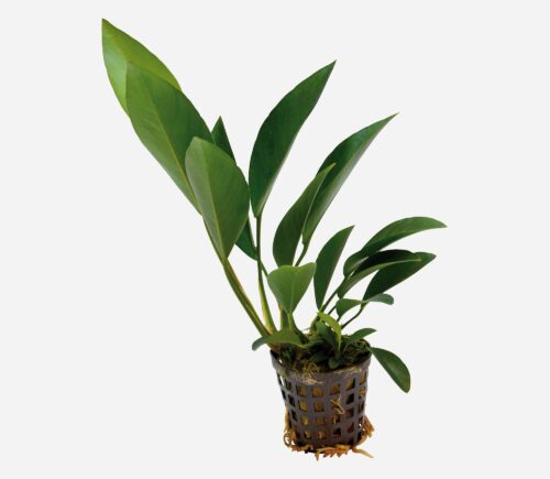 Anubias congensis