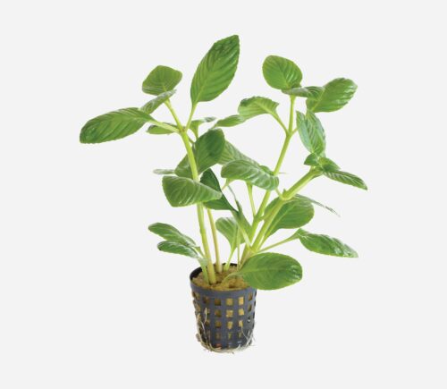 Limnophila rugosa