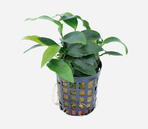 Anubias nana (Mini)