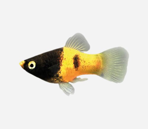 Platy Bumblebee