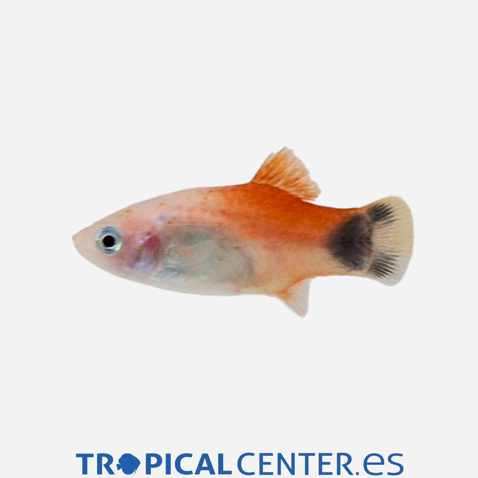 pl139-1-platy-red-top-mickey_cambiar_5562.jpg pl139-1-platy-red-top-mickey_cambiar_5562.jpg