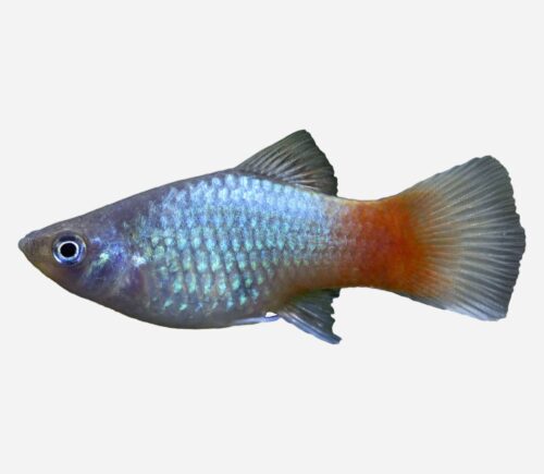Platy Coral azul