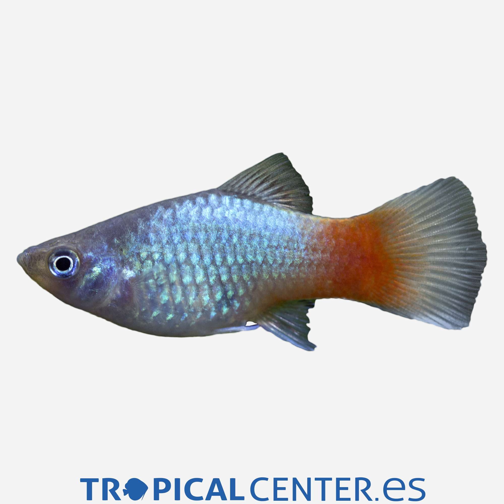 pl20-1-platy-coral-azul_general_3897.jpg pl20-1-platy-coral-azul_general_3897.jpg