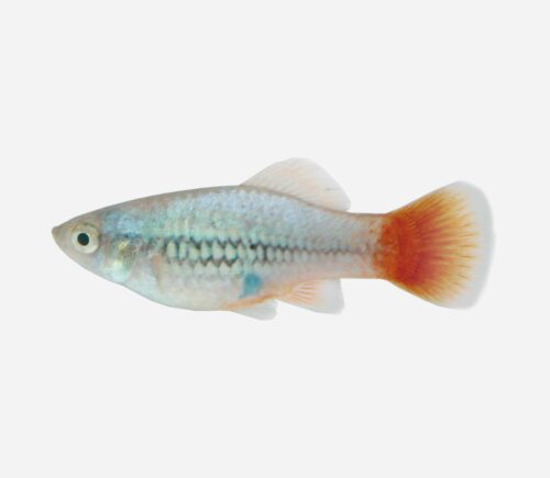 Platy arcoíris