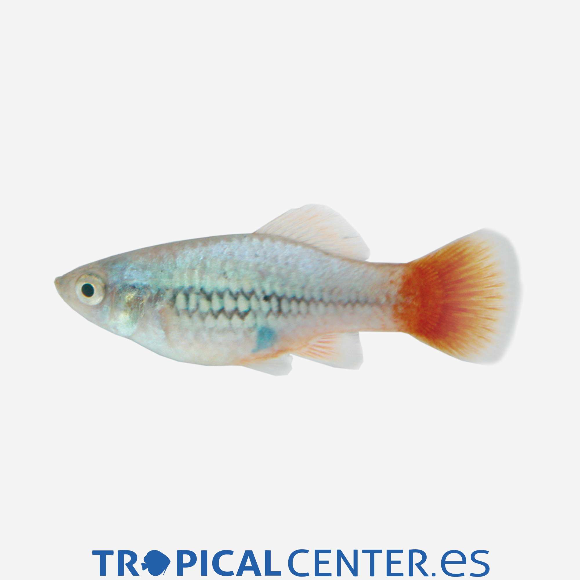 pl27-1-platy-arcoiris_general_4411.jpg pl27-1-platy-arcoiris_general_4411.jpg