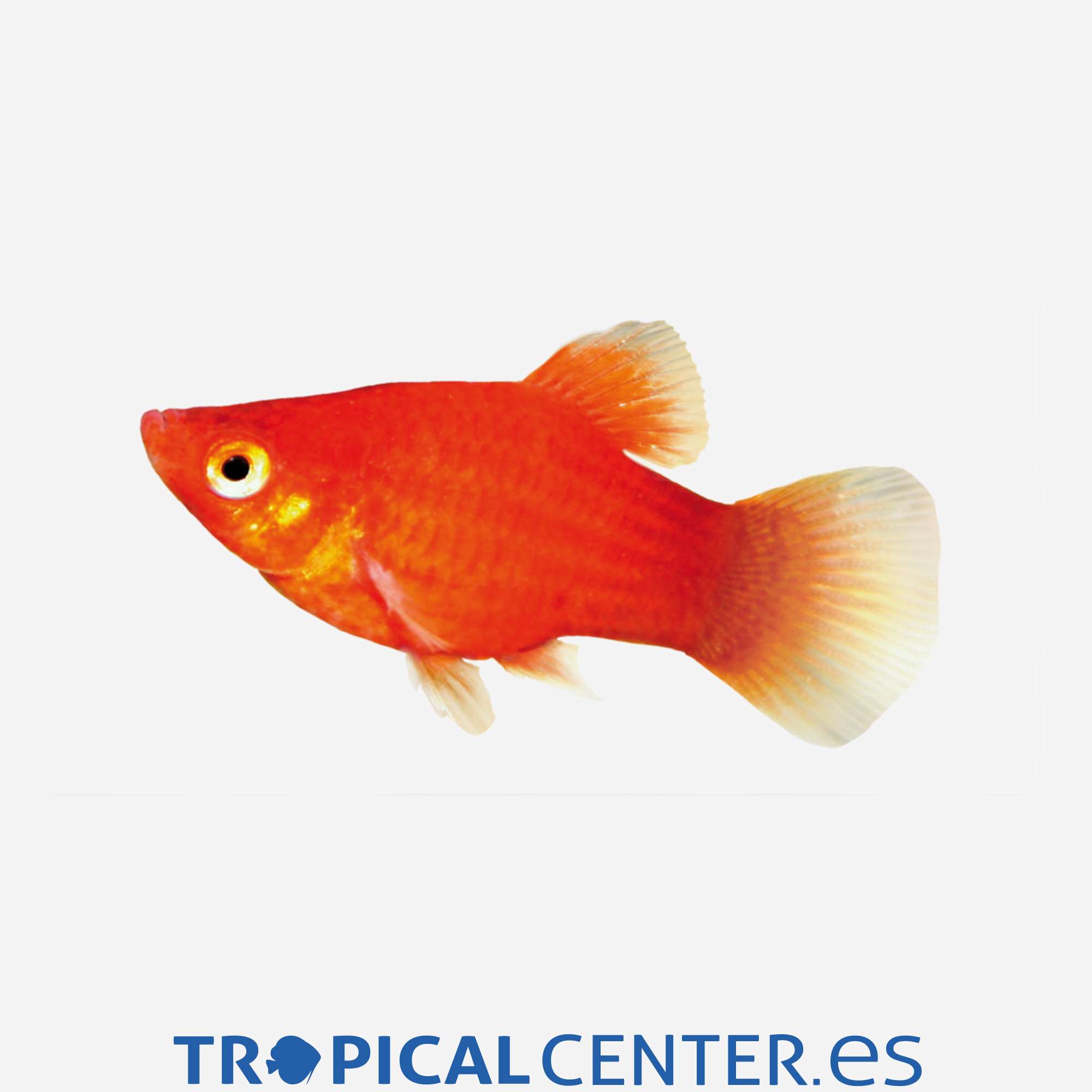 pl43-1-platy-rojo_general_3910.jpg pl43-1-platy-rojo_general_3910.jpg
