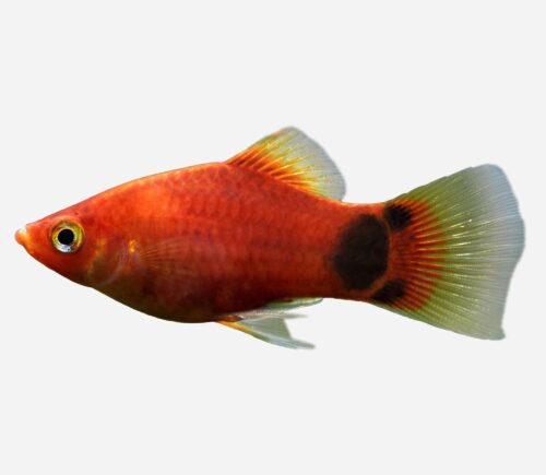 Platy Rojo Mickey