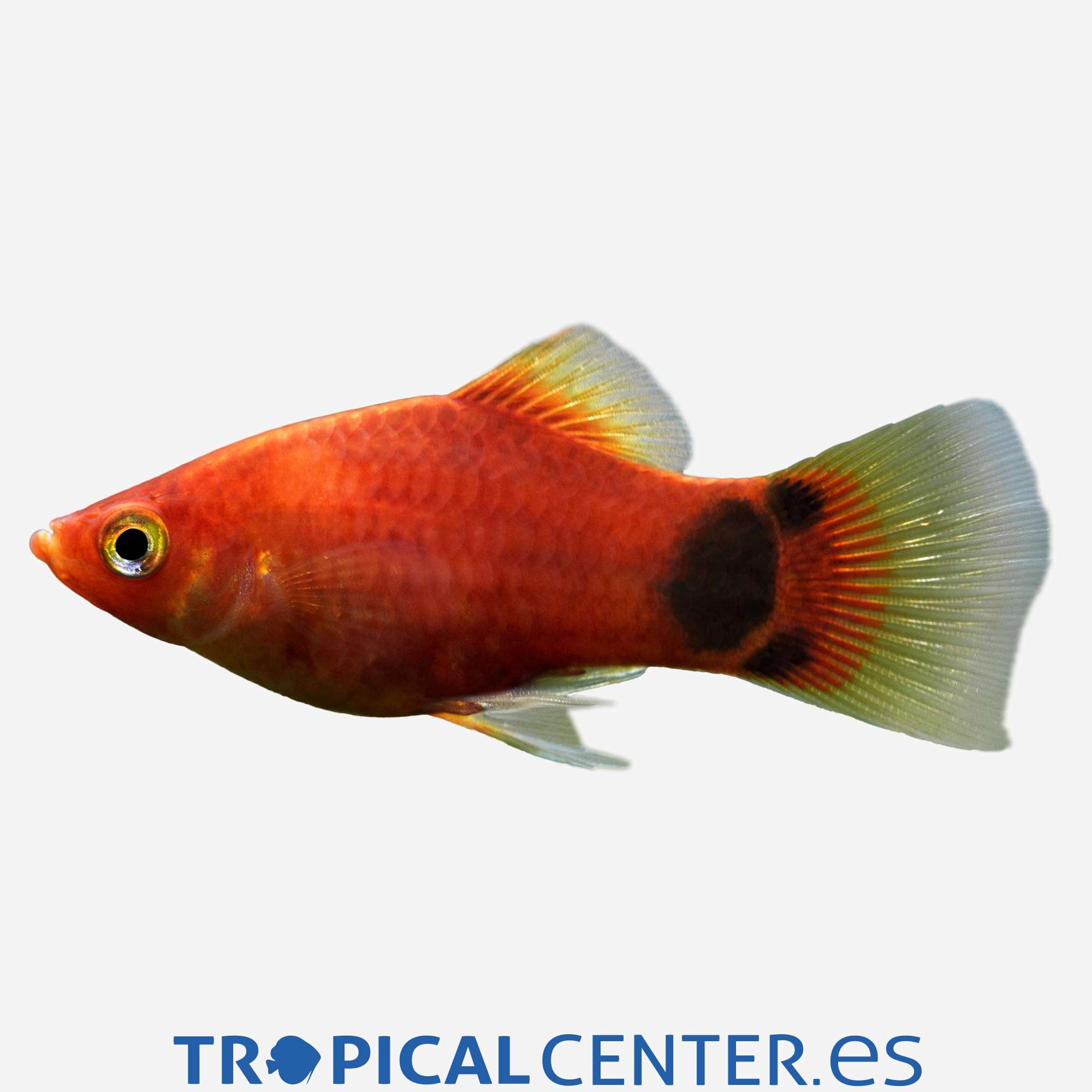 pl48-1-platy-rojo-mickey_general_3913.jpg pl48-1-platy-rojo-mickey_general_3913.jpg