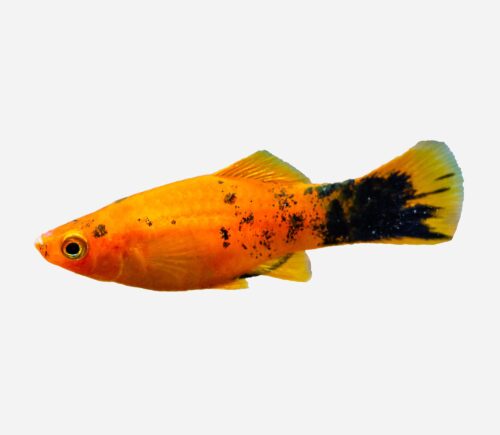 Platy Sunset calicó
