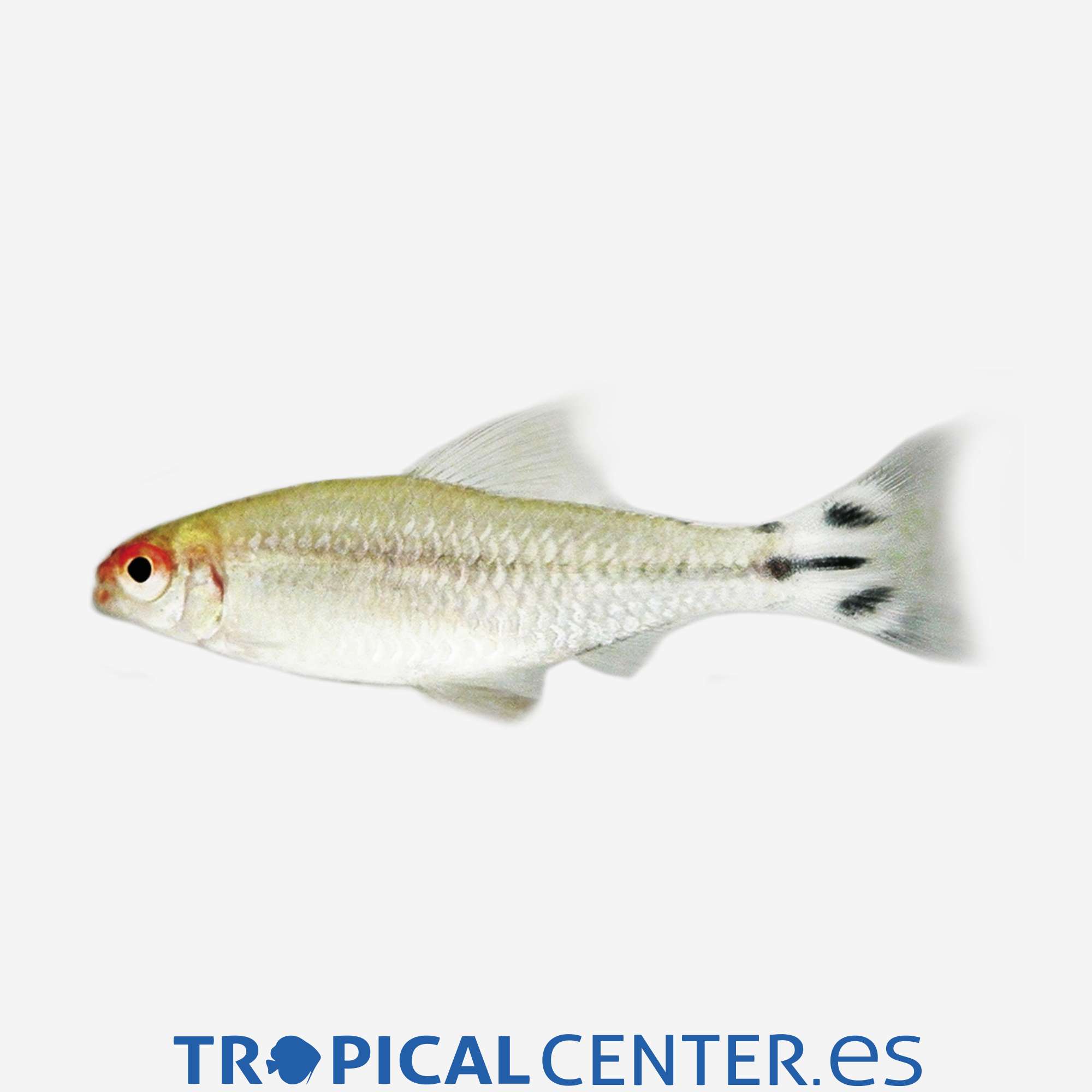 te02-2-borrachito_general_5117.jpg