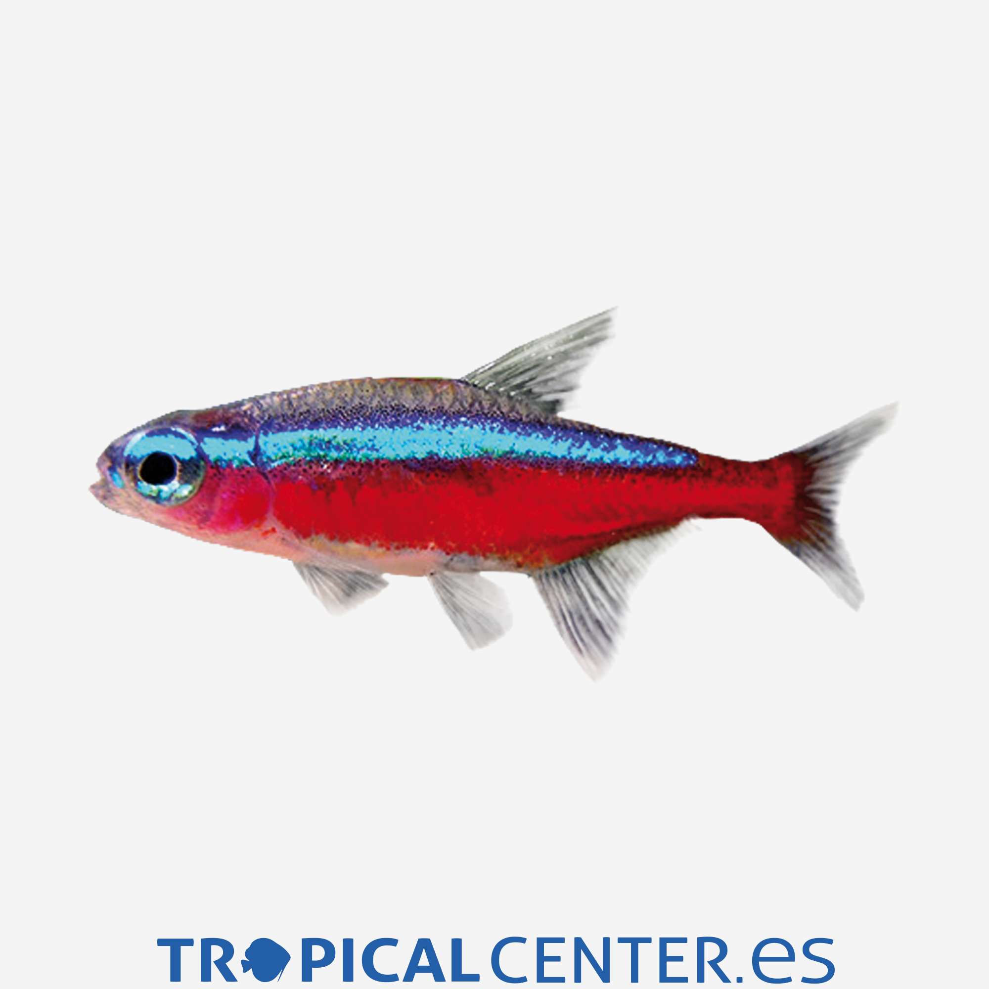 te04-1-cardenal_general_4409.jpg te04-1-cardenal_general_4409.jpg