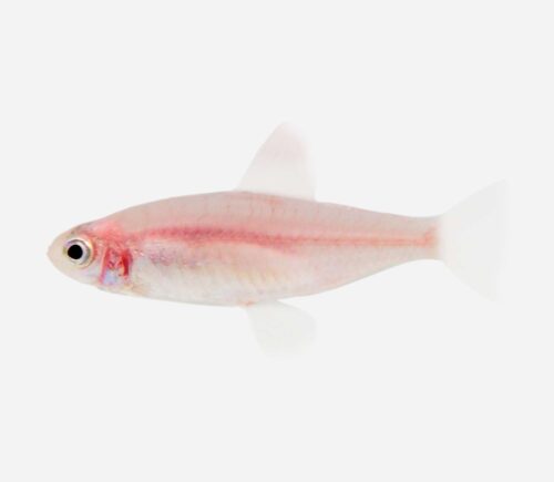 Borrachito  Dorado