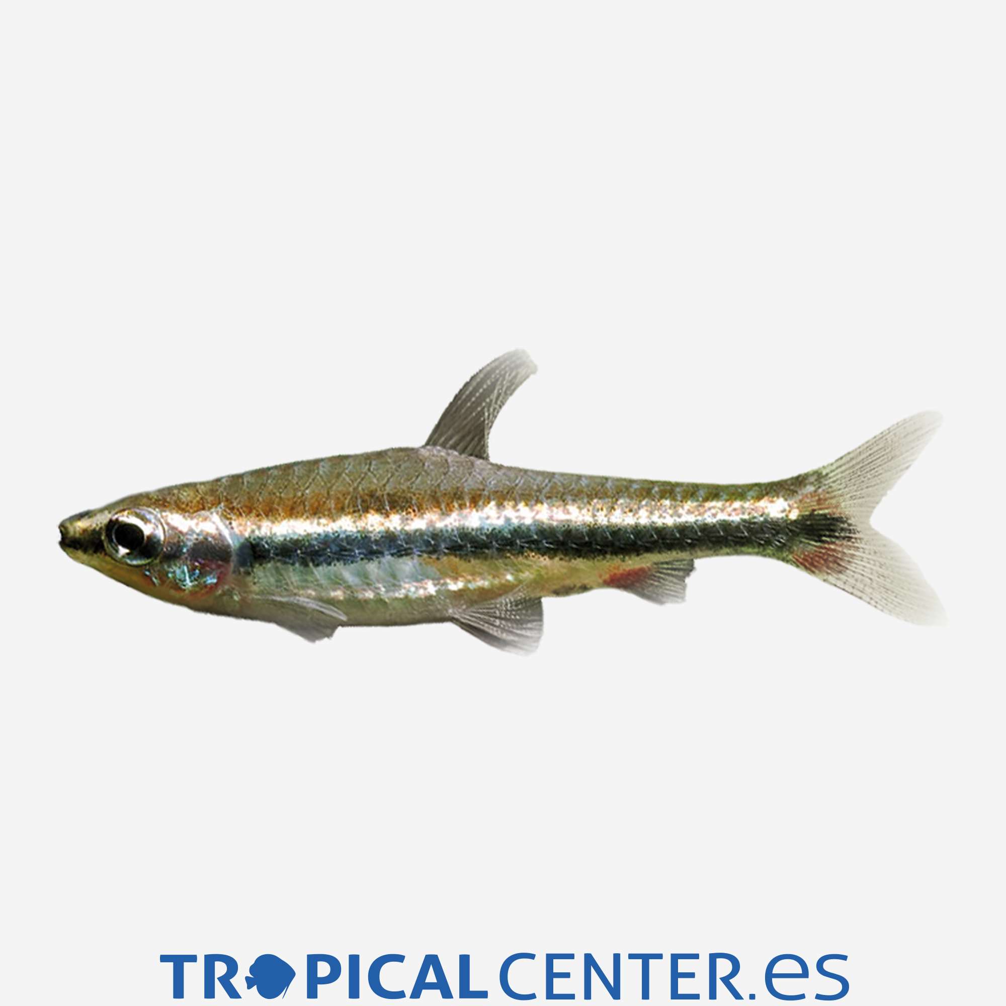 te28-1-pez-lapiz-dorado_general_4332.jpg te28-1-pez-lapiz-dorado_general_4332.jpg