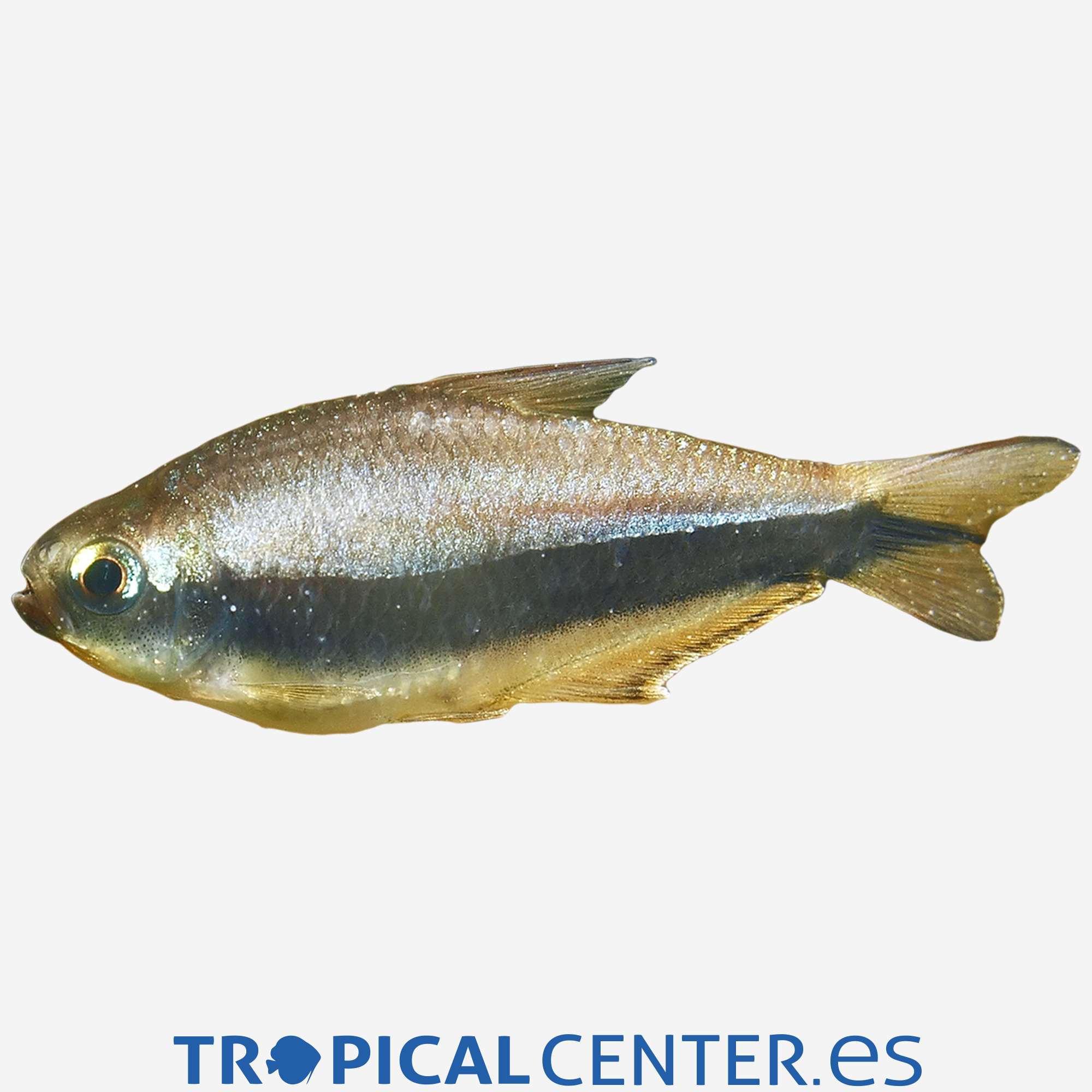te58-0-tetra-emperador-negro_general_4189.jpg te58-0-tetra-emperador-negro_general_4189.jpg