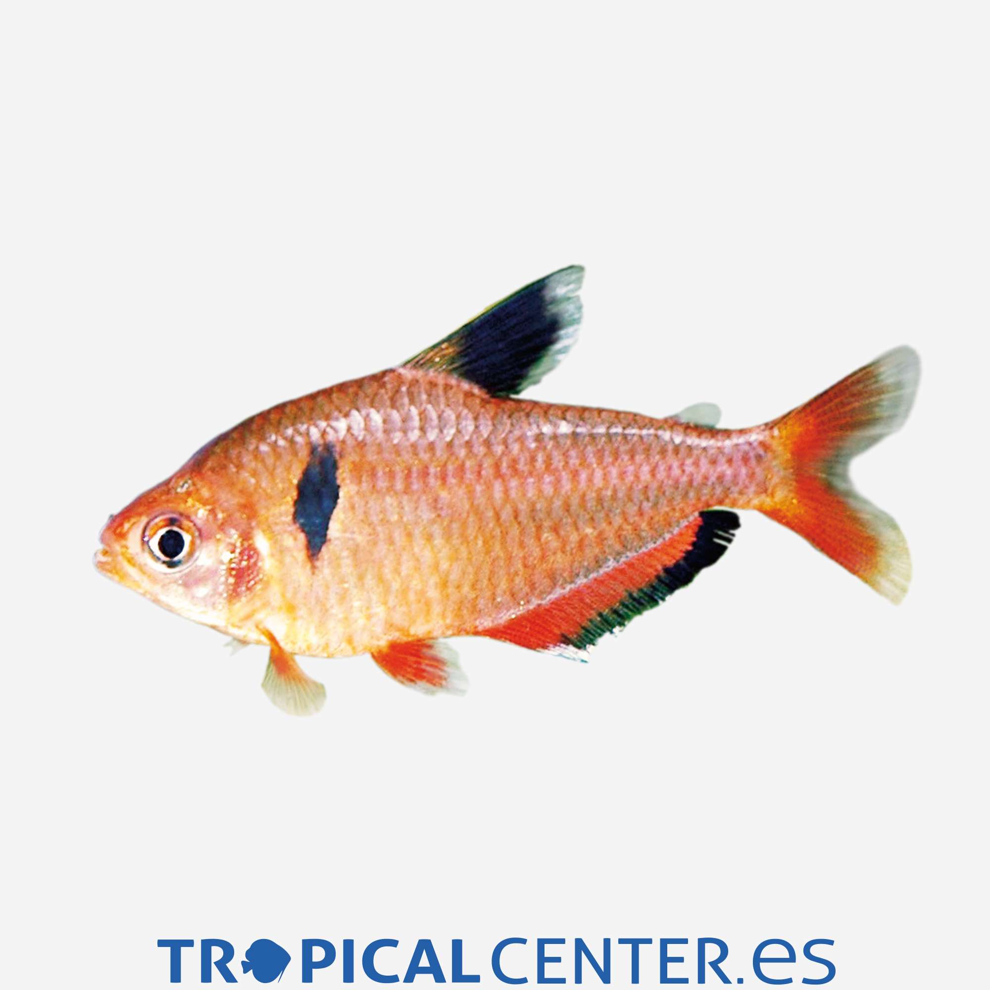 te79-0-tetra-serpae_general_4331.jpg te79-0-tetra-serpae_general_4331.jpg