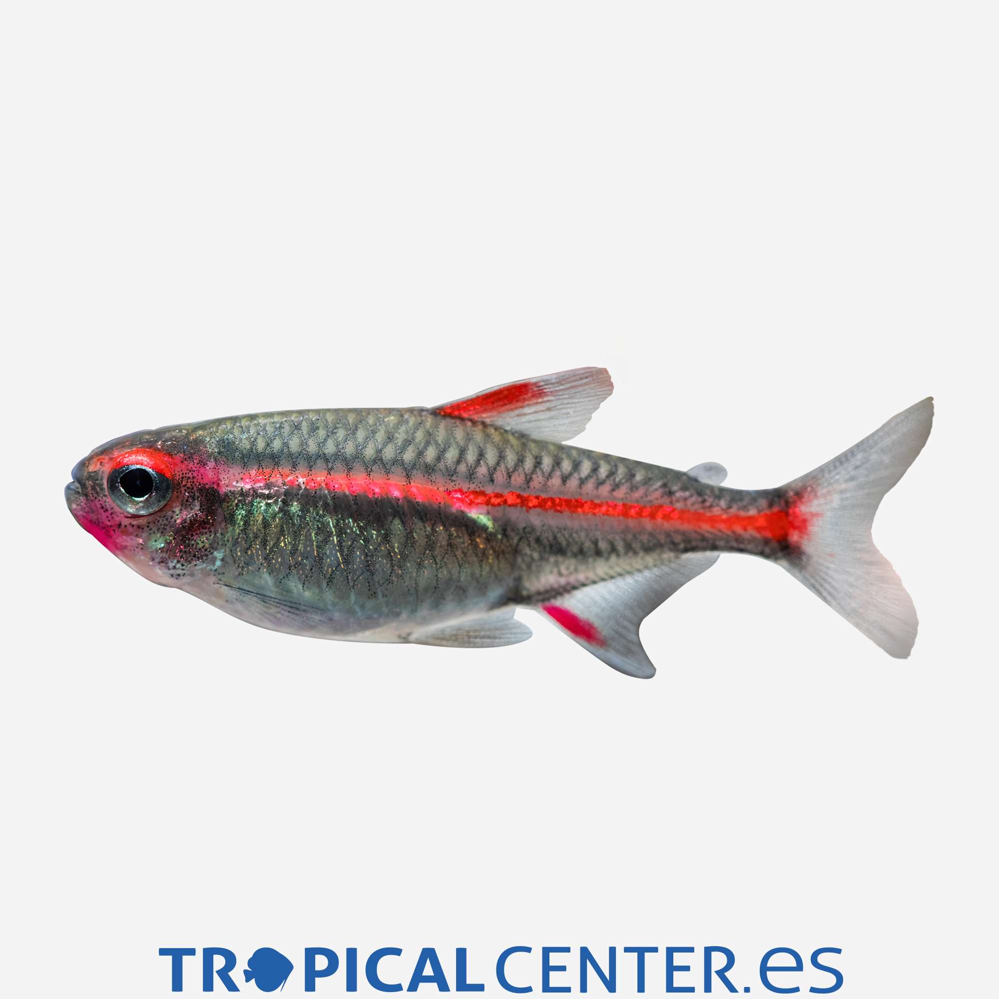 te82-01-neon-rosa-cobre_general_5099.jpg te82-01-neon-rosa-cobre_general_5099.jpg