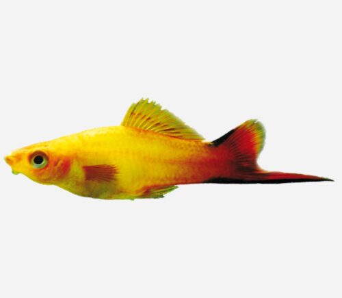 Xipho Golden Comet