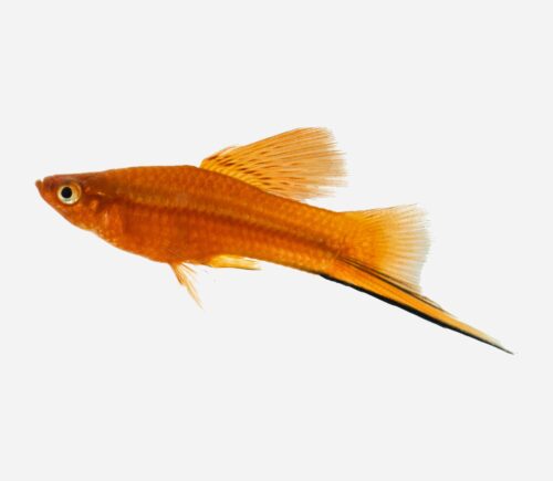 Xipho Rojo