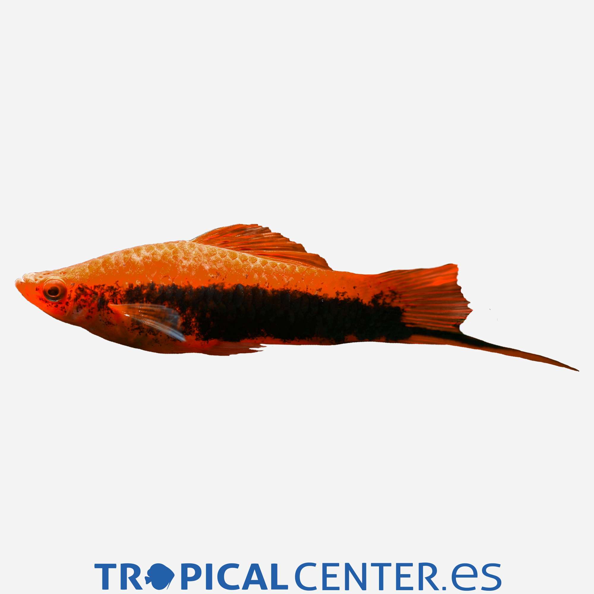 xi32-3-xipho-rojo-tuxedo_general_3990.jpg
