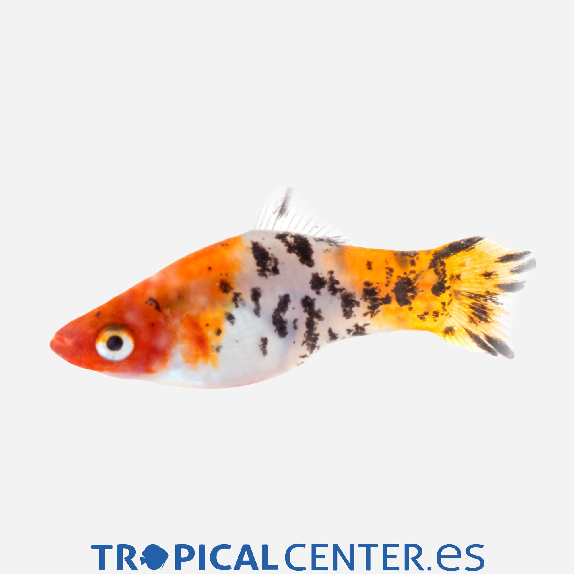 xi37-3-xipho-tricolor-hqf_general_4199.jpg
