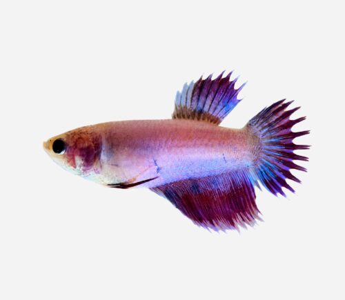 Betta Corona Surtida (hembra)