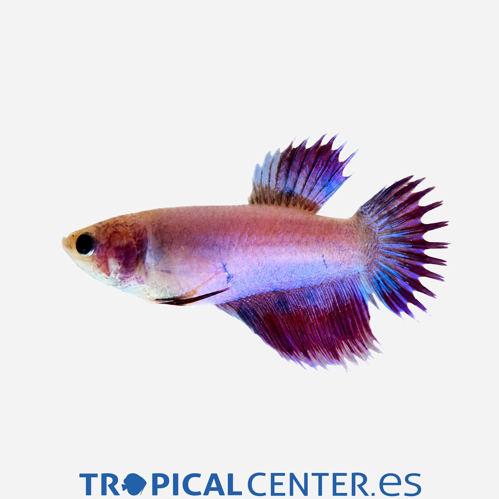 an09-2-betta-corona-surtida-hembra_general_5715.jpg