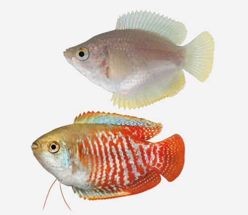 Colisa lalia Parejas