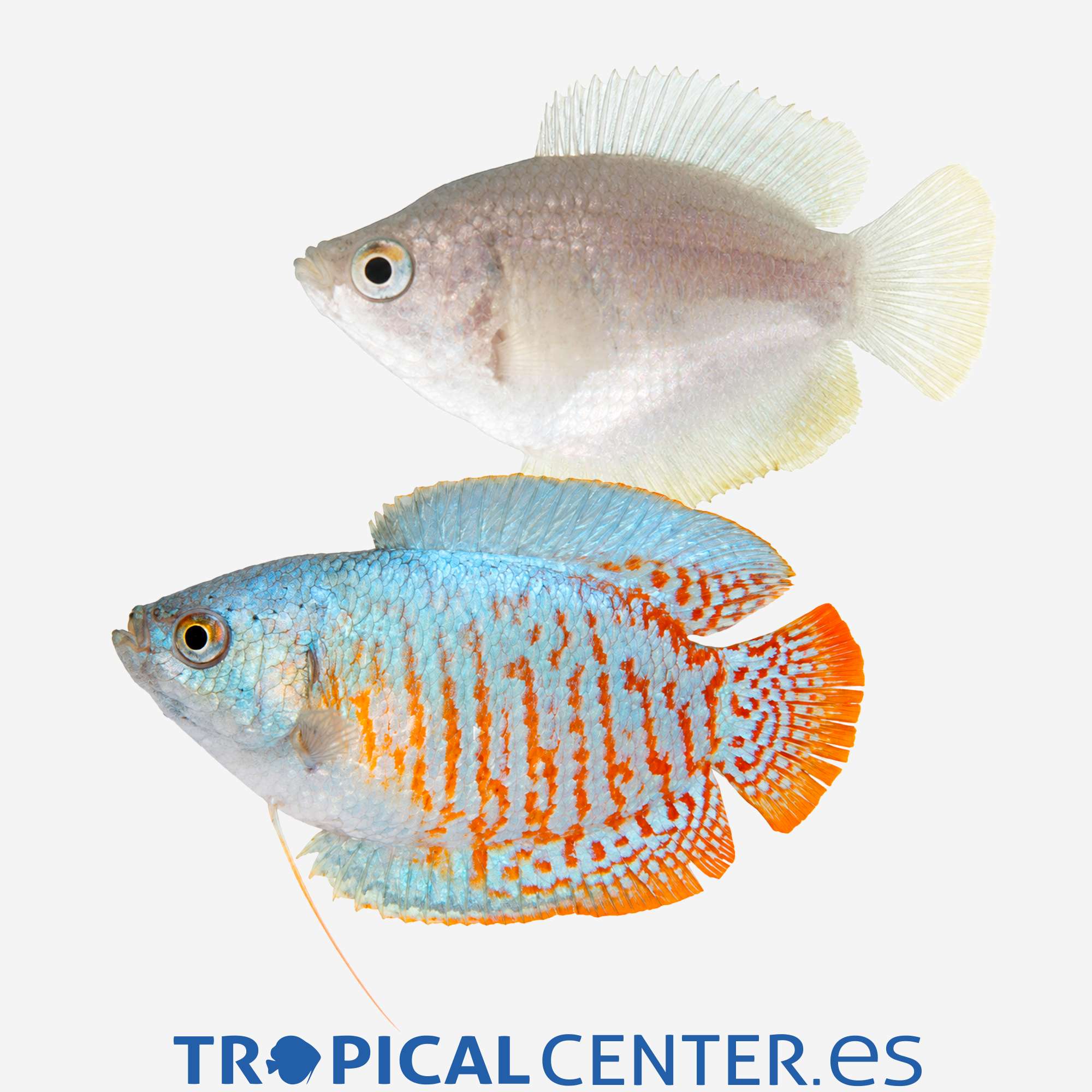 an143-3-colisa-lalia-pareja-neon-azul_general_5716.jpg an143-3-colisa-lalia-pareja-neon-azul_general_5716.jpg