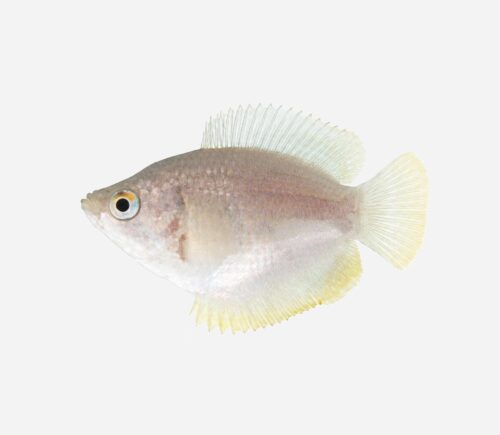 Colisa lalia (hembra)