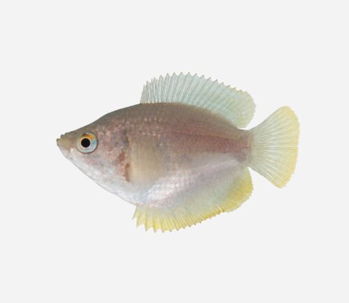 Colisa lalia (hembra)