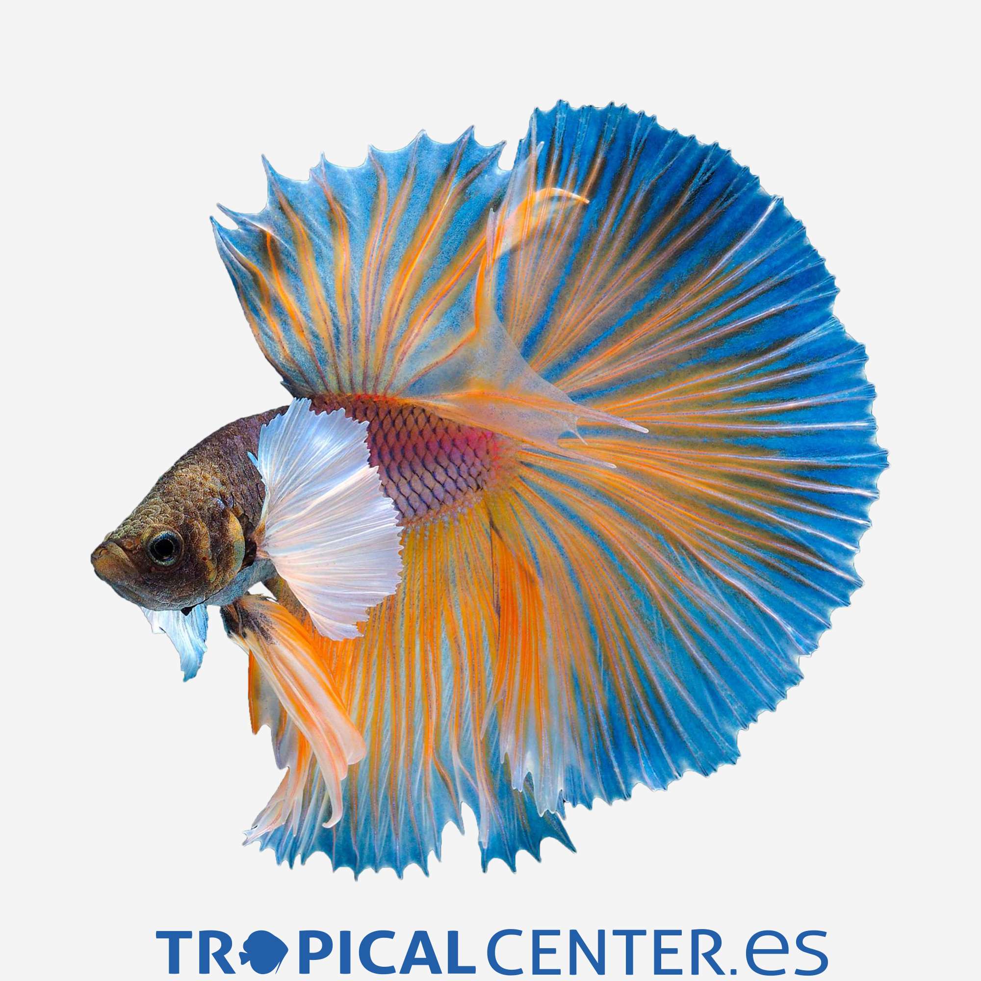 an203-0-betta-dumbo-surtido-macho_general_4422.jpg an203-0-betta-dumbo-surtido-macho_general_4422.jpg