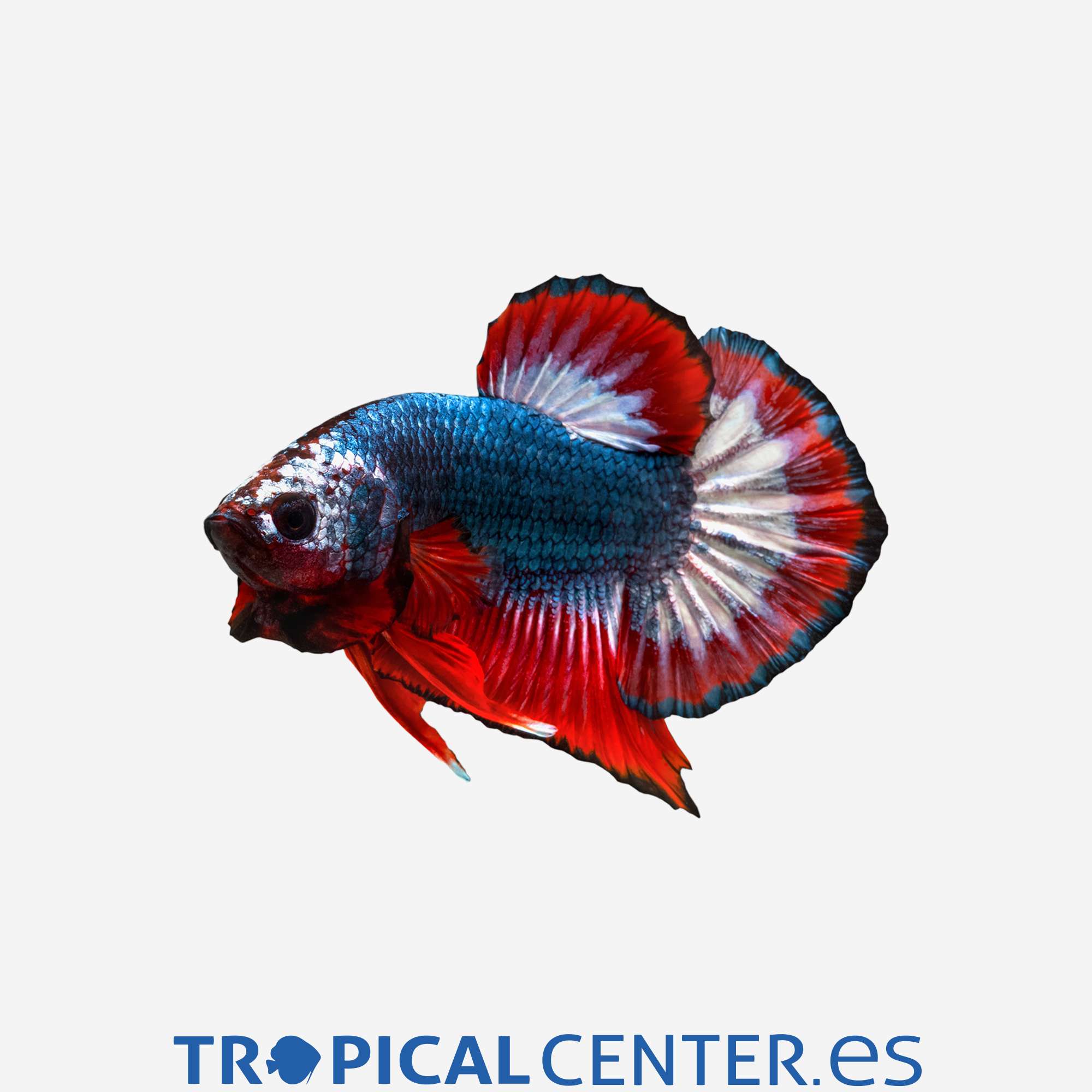 an240-0-betta-plakat-halfmoon-triband-macho_general_3324.jpg an240-0-betta-plakat-halfmoon-triband-macho_general_3324.jpg