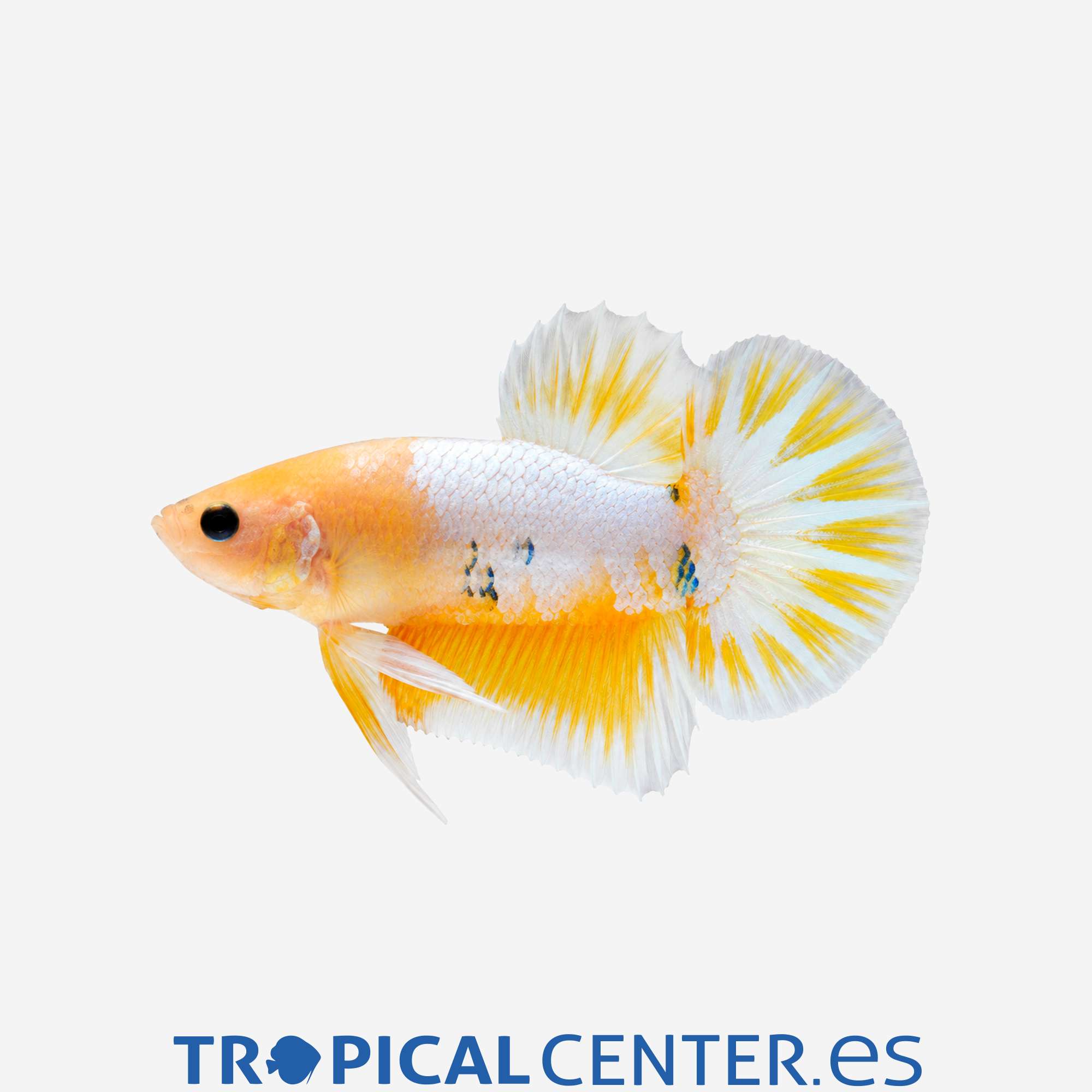 an375-0-betta-plakat-halfmoon-hellboy-star-tail_general_5693.jpg an375-0-betta-plakat-halfmoon-hellboy-star-tail_general_5693.jpg