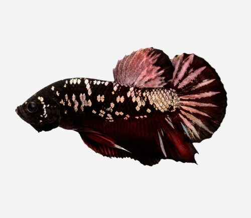 Betta Avatar