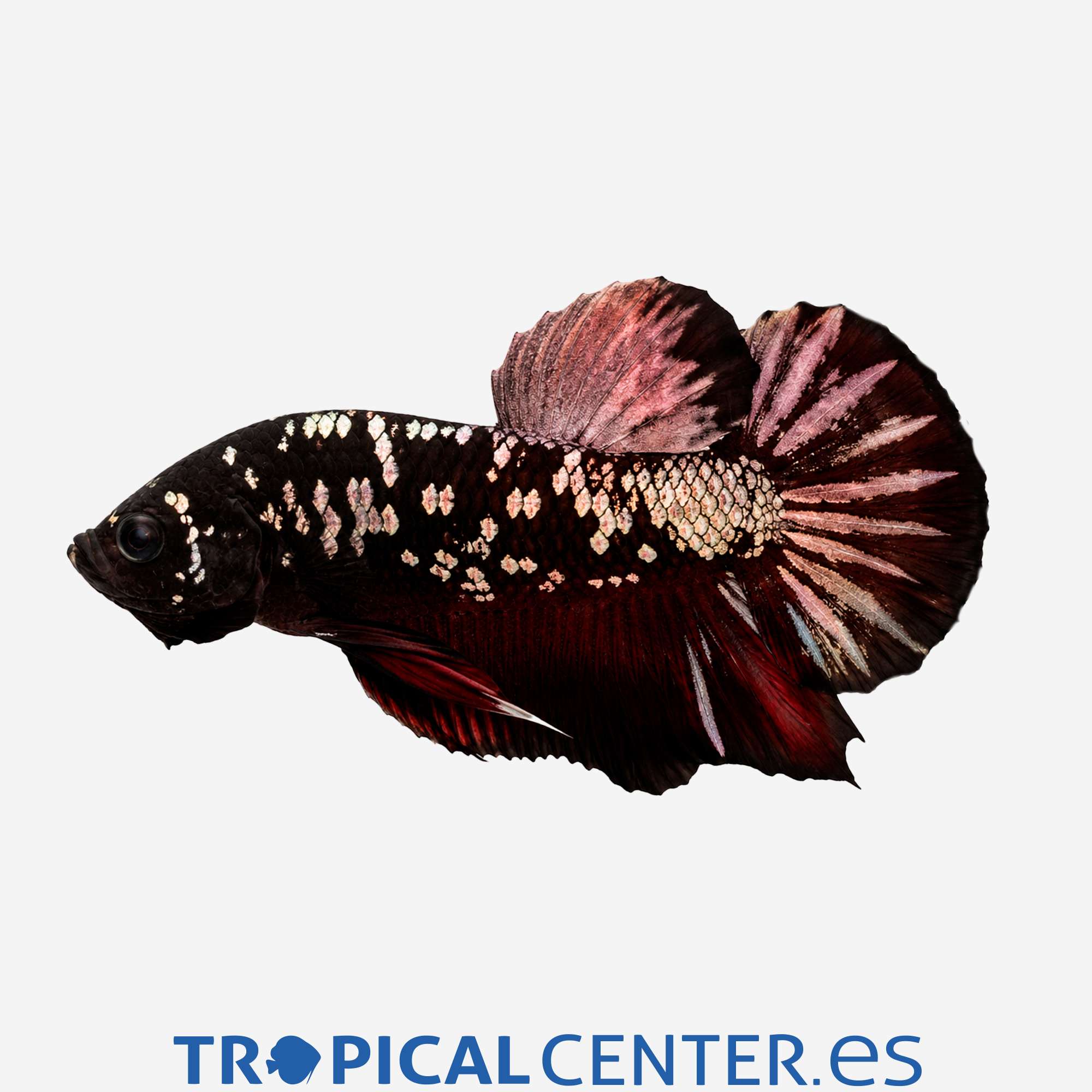 an419-0-betta-avatar_general_5692.jpg
